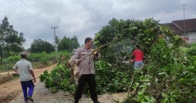 Halangi Jalan,Respon Cepat Bhabinkamtibmas Polsek Seputih Banyak Bantu Evakuasi Pohon Tumbang